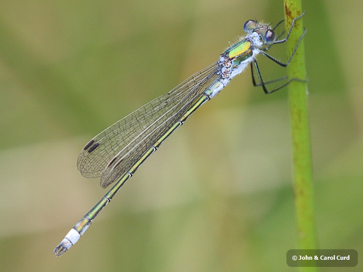 J17_2322 Lestes sponsa male.JPG